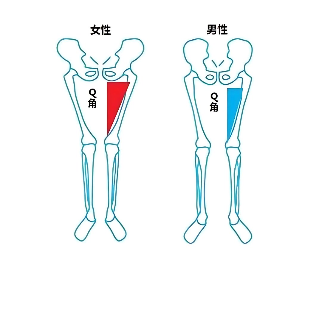 女性因為骨盆較寬，大腿骨（股骨）與髕骨（膝蓋骨）之間形成的夾角（Q角）